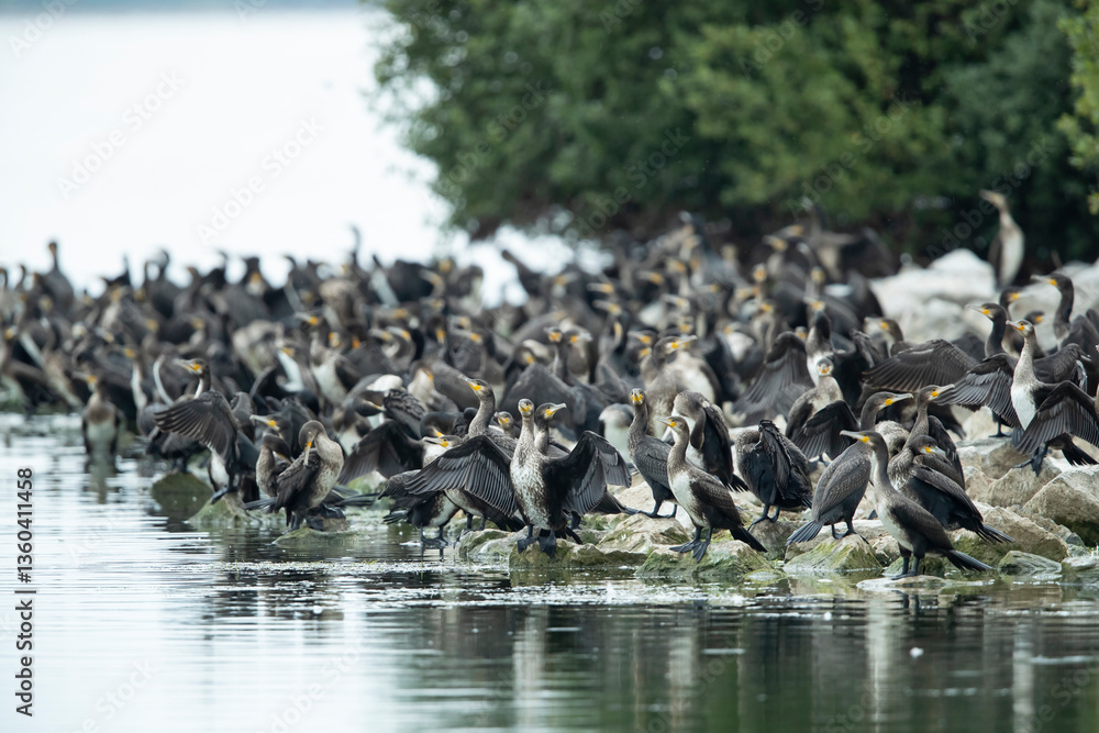 Obraz premium flock of great cormorant (phalacrocorax carbo ssp. sinensis) resting at the shore of lake constance