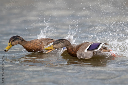Two adult male Mallards (Anas platyrhynchos) in non-breeding plumage (eclipse plumage) chasing each other on the water