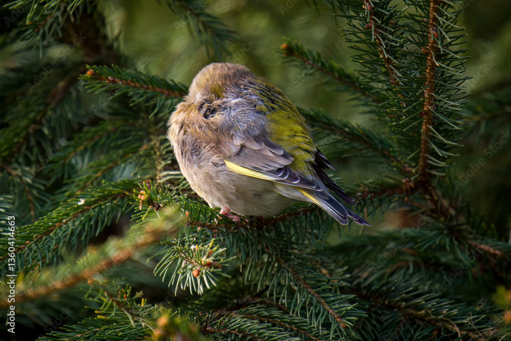 Fototapeta premium a sleeping and wet greenfinch after a rainy night, perched on a spruce at a spring morning
