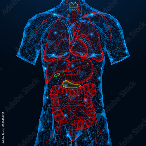 Human internal organs. Polygonal design of interconnected elements. Blue background.