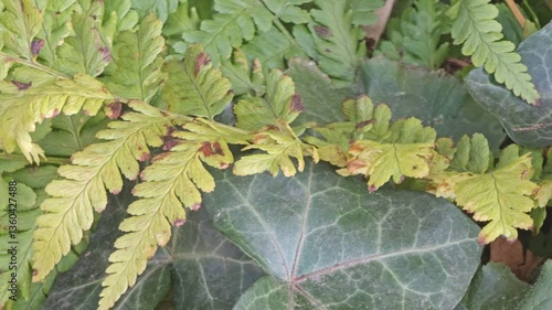 Video of nature. Domesticated fern plant sways in the wind.