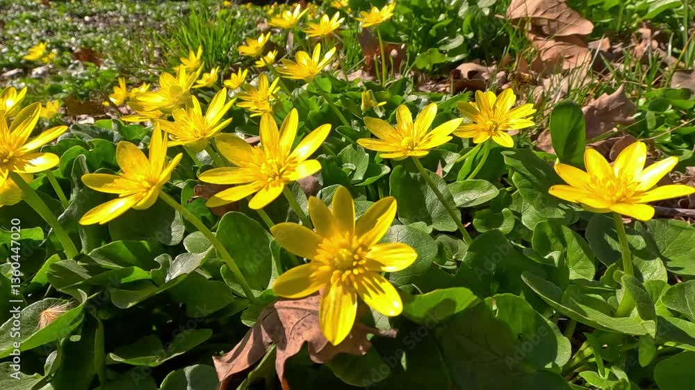 Ficaria verna Ranunculus ficaria, invasive species of herbaceous perennial plant blooming with yellow flowers in spring Ficaria verna Ranunculus ficaria, invasive species of herbaceous perennial plant blooming with yellow flowers in spring