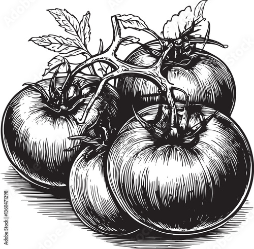 Tomatos hand drawn vector illustration