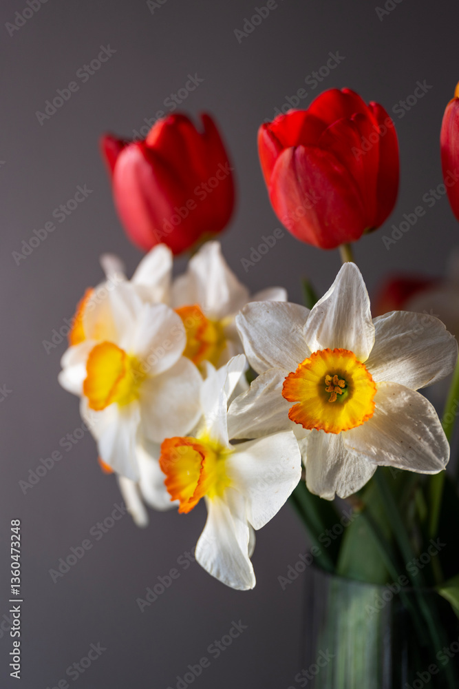 Bouquet of Red Tulips or Red Tulips (Tulipa) and White Narcissus (Narcissus poeticus) on a gray background. Play of light and shadow. Photographed in natural light.
Bouquet of Red Tulips or Red Tulips (Tulipa) and White Narcissus (Narcissus poeticus) on a gray background. Play of light and shadow. Photographed in natural light.