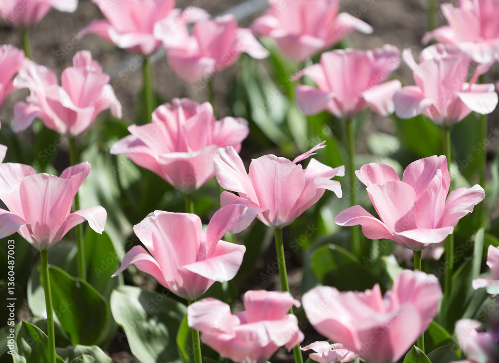 Kwiaty w rozkwicie, jasnoróżowe tulipany, kwitnące wiosną na rabacie Kwiaty w rozkwicie, jasnoróżowe tulipany, kwitnące wiosną na rabacie