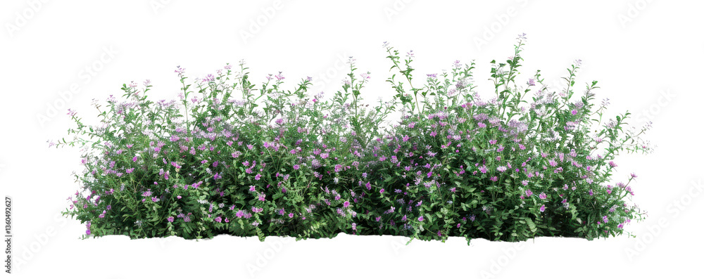 Naklejka premium PNG Cosmos bush bushes flowers plants.