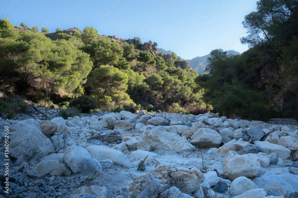 Obraz premium Landscape of the southern Spain. It is the channel of a dry river full of songs shot with limestone and with a forest of mediterranean low pines on both sides. It is summer and the sky is clear