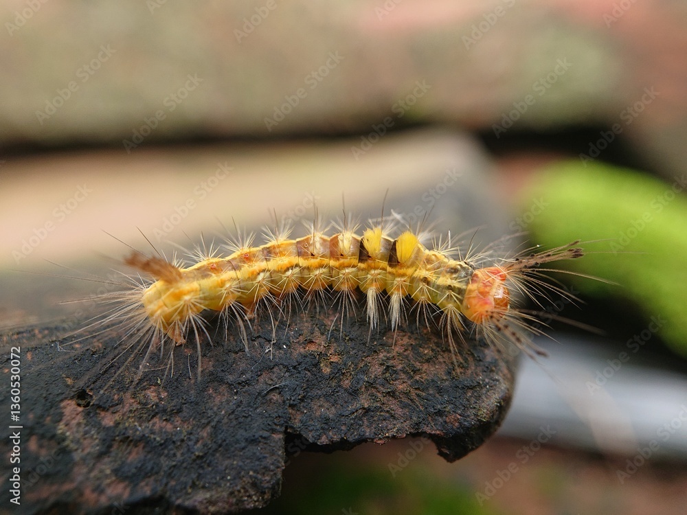 Fototapeta premium Very beautiful yellow hairy caterpillar