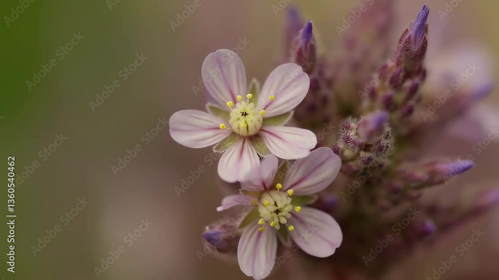 Delicate Pink Wildflowers In Bloom Delicate Pink Wildflowers In Bloom
