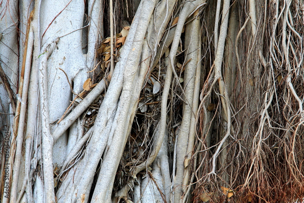 Roots, vines, old tree trunk, background, texture Roots, vines, old tree trunk, background, texture