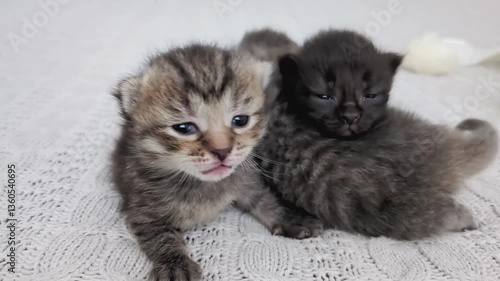 Three cute newborn kittens snuggle together on a knitted plaid