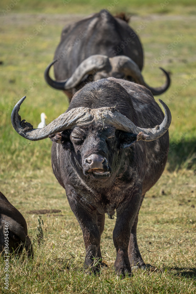 Zwei Wasserbüffel / Büffel mit markanten Hörnern in der grünen Savanne des Ngorongoro Krater in Tansania Afrika Zwei Wasserbüffel / Büffel mit markanten Hörnern in der grünen Savanne des Ngorongoro Krater in Tansania Afrika