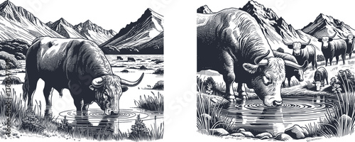 Engraved Design Set Argentine Bull Drinking Water in Mountain Pond, Grazing in Tranquil Landscape argentine bull, grazing, eating, water, mountains, pond, mountain landscape, alpine meadow, cattle