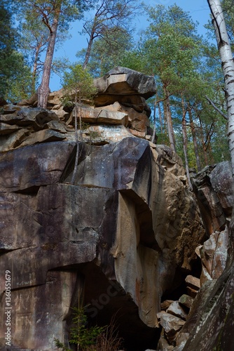 forest in the mountains after the rain