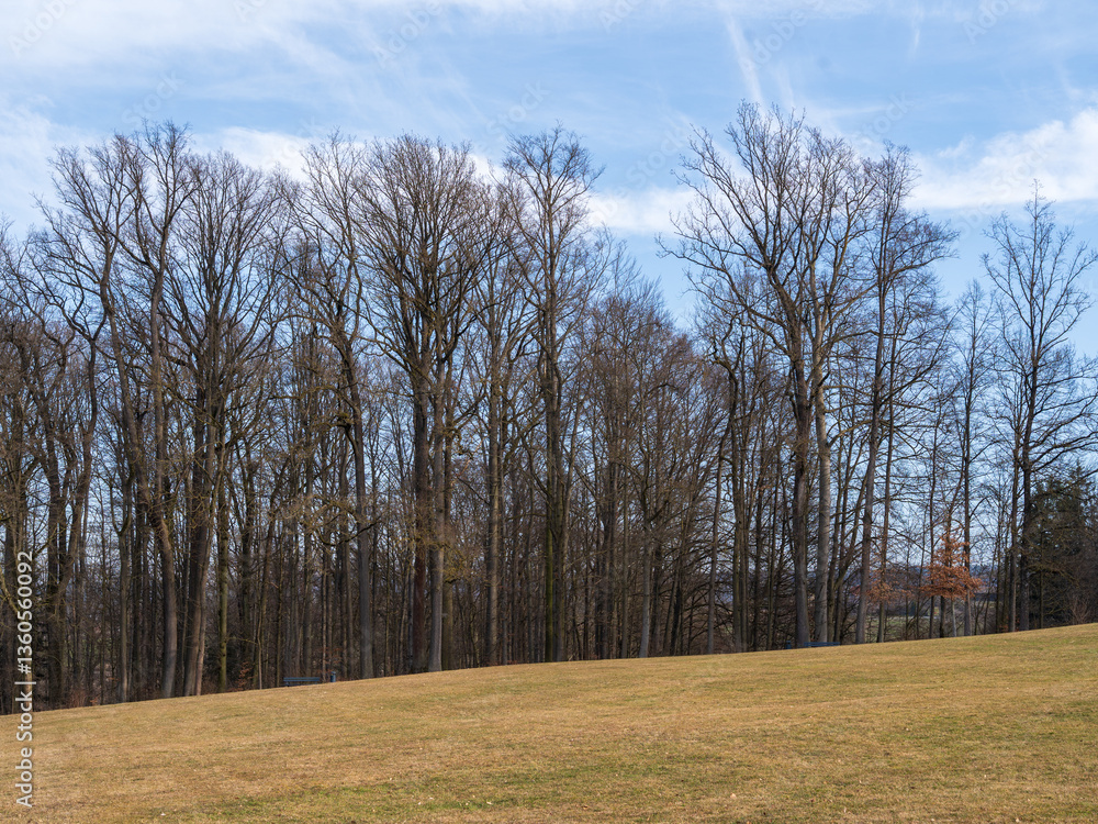 Obraz premium trees in the park