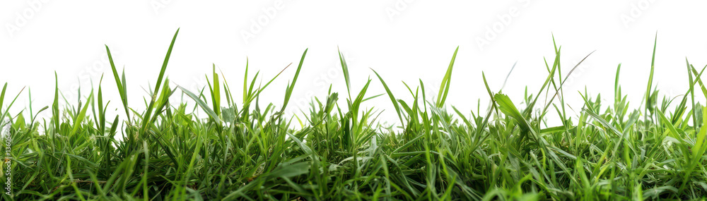 Fototapeta premium PNG Green grass lanscape background white