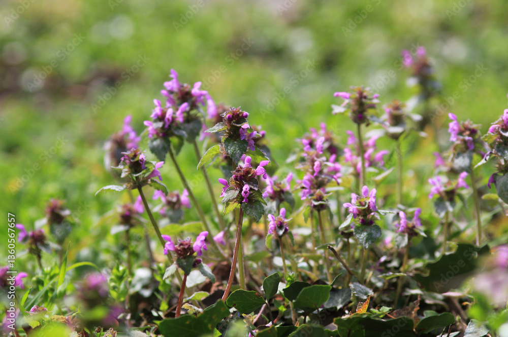 Lamium purpureum, known as red dead-nettle, purple dead-nettle, or purple archangel, is annual herbaceous flowering plant native to Europe and Asia Lamium purpureum, known as red dead-nettle, purple dead-nettle, or purple archangel, is annual herbaceous flowering plant native to Europe and Asia