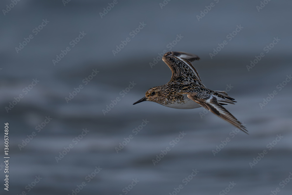 Sanderling (Calidris alba) Bird in the Olympic National Park, WA