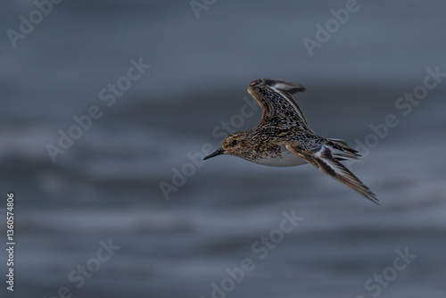 Obraz na płótnie Sanderling (Calidris alba) Bird in the Olympic National Park, WA w salonie