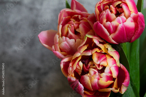 Obraz na płótnie Peony multicolored tulips on a concrete background. w salonie