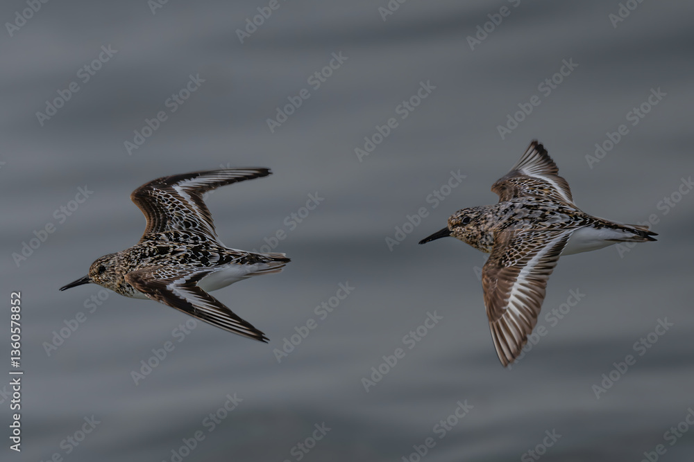 Sanderling (Calidris alba) Bird in the Olympic National Park, WA