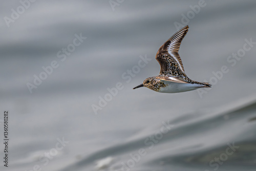 Sanderling (Calidris alba) Bird in the Olympic National Park, WA