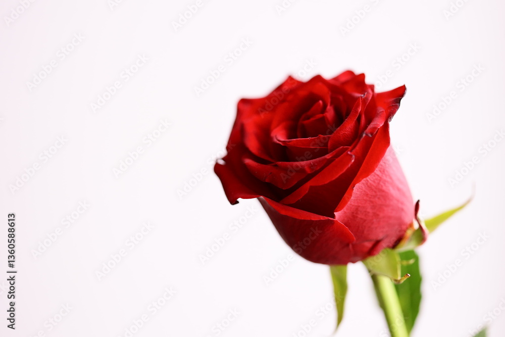 A single long-stemmed red rose sits elegantly in a clear glass vase. A single long-stemmed red rose sits elegantly in a clear glass vase.