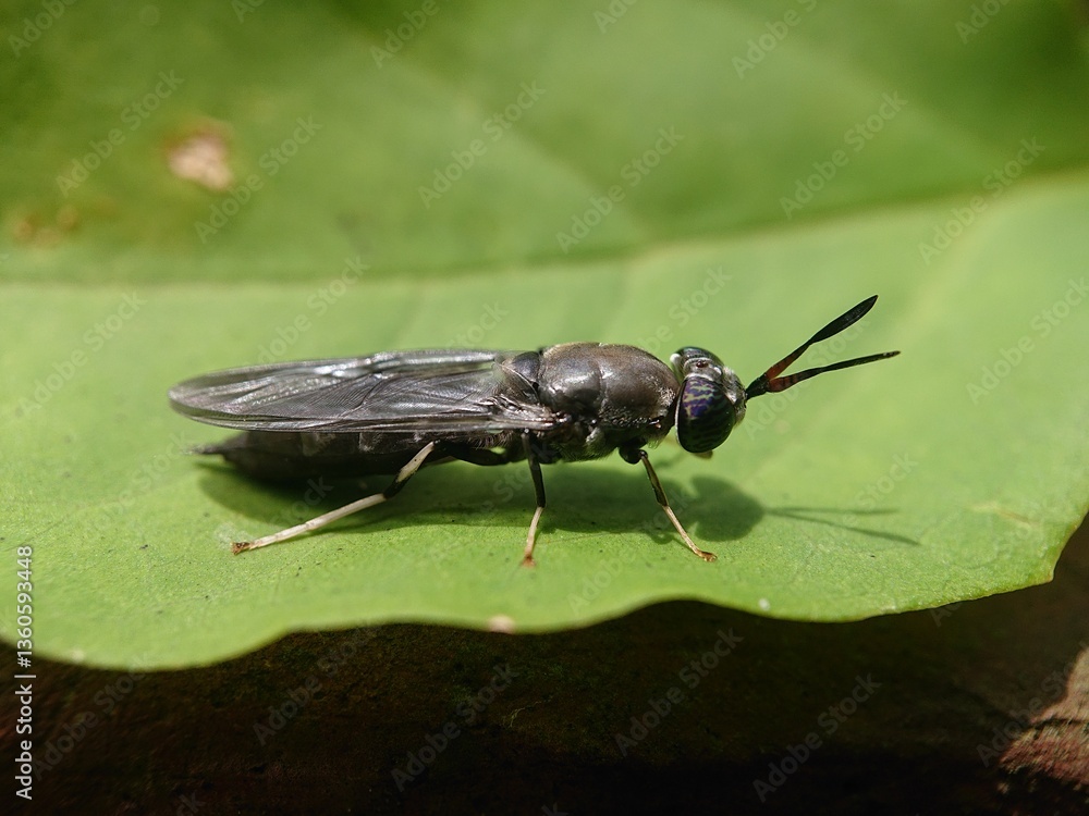 Fototapeta premium Black Soldier Fly Photo Details