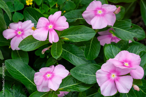 a group of pink flowers with green leaves