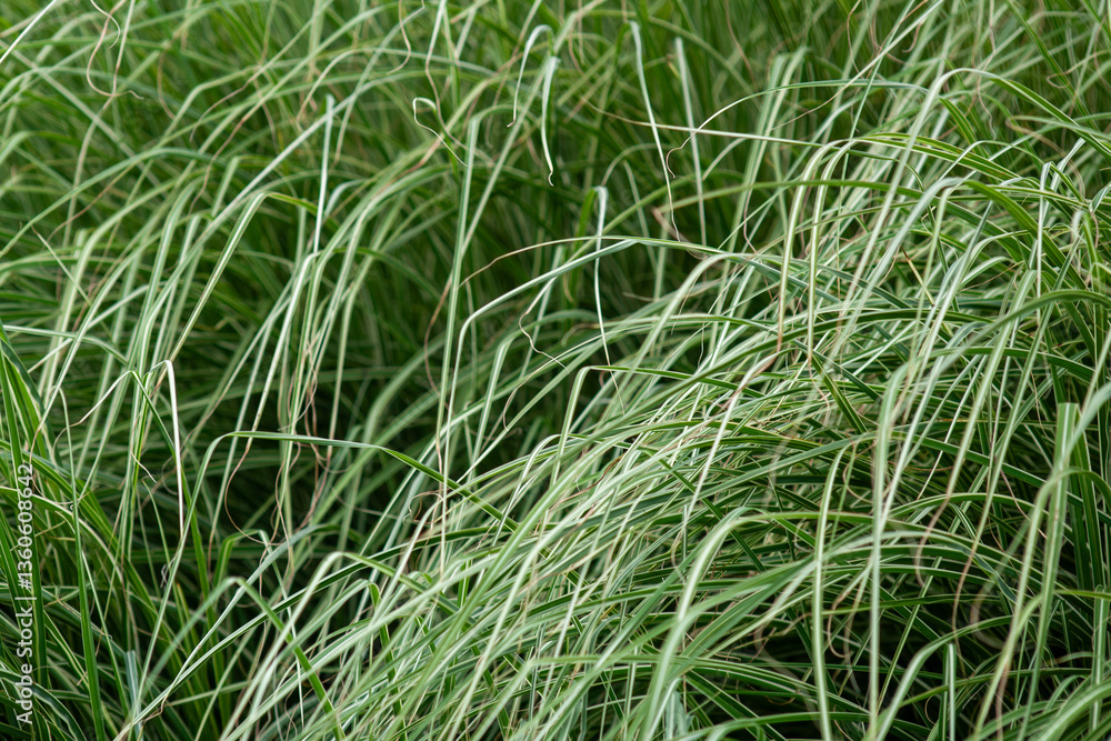 a close up of long grass a close up of long grass