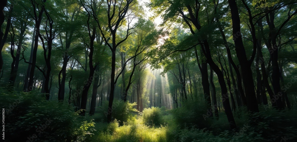 Obraz premium Misty green forest, sunlight filtering through dense canopy, deep, forest