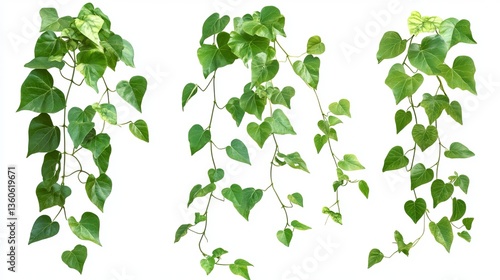 Vibrant Green Ivy Vines Lush Foliage Natural Plants Heart Shaped Leaves Botanical Photography Isolated White Background Greenery Decoration Design    