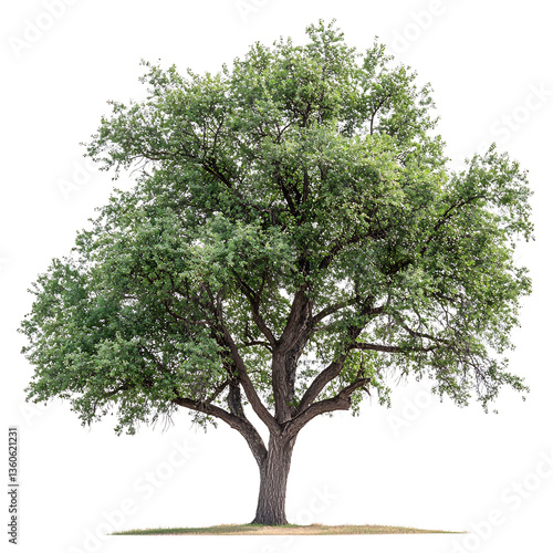 A Full Grown American Elm Tree with White Flowers Isolated on Transparent Background