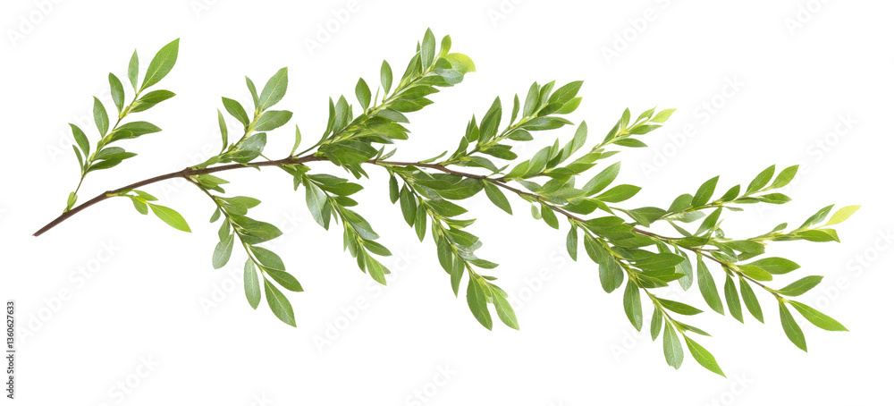 PNG Branch with green leaves leaf background white. PNG Branch with green leaves leaf background white.