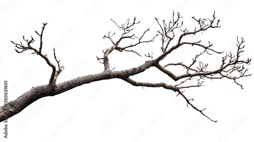 Majestic Winter Tree Branch Isolated on White Background Detailed Natural Photography High Resolution Image Perfect for Design Projects and Digital Majestic Winter Tree Branch Isolated on White Background Detailed Natural Photography High Resolution Image Perfect for Design Projects and Digital