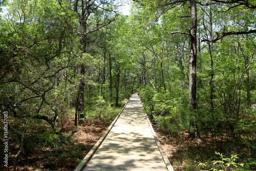 Currituck Banks Maritime Forest Trail, Outer Banks, North Carolina.
