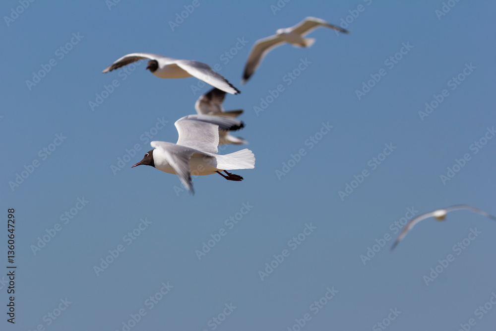 Obraz premium Grace in motion, black-headed gulls soaring effortlessly through the clear blue sky.