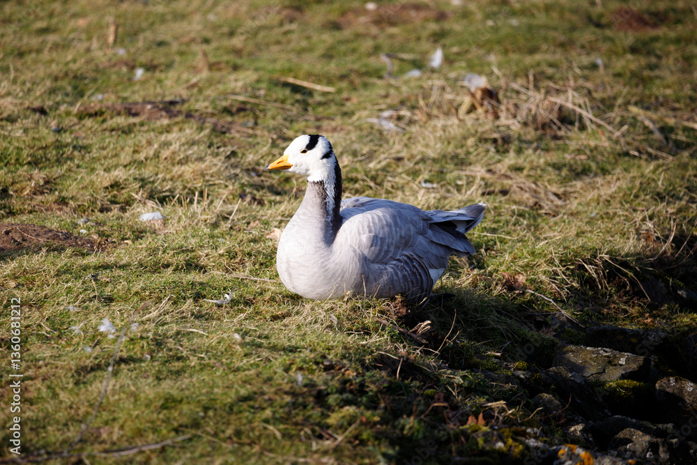 Obraz premium A Bar-headed goose sitting on the grass.