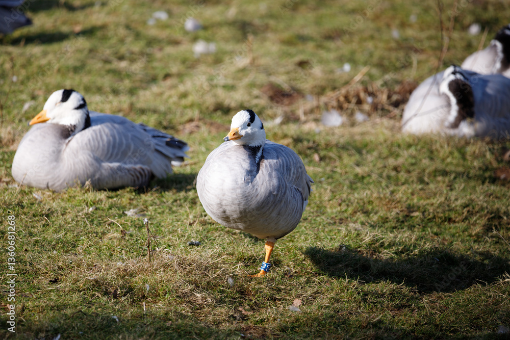 A Bar-headed goose standing on the grass. A Bar-headed goose standing on the grass.