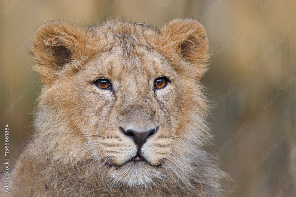 Close up shot of an Asian Lion cub. Close up shot of an Asian Lion cub.