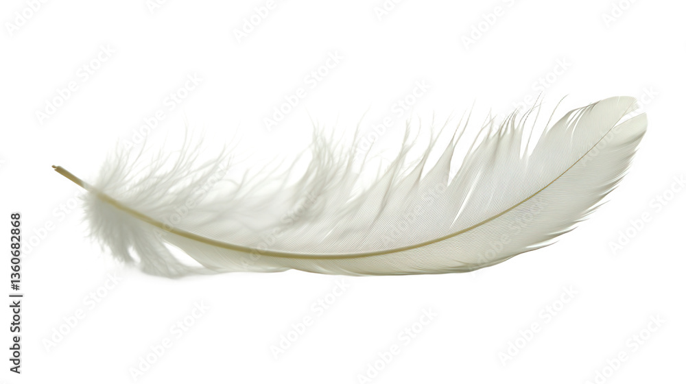 Obraz premium white feather on white background