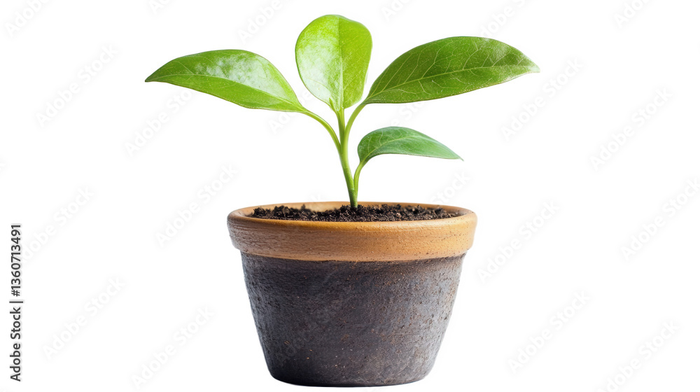green plant in a pot green plant in a pot