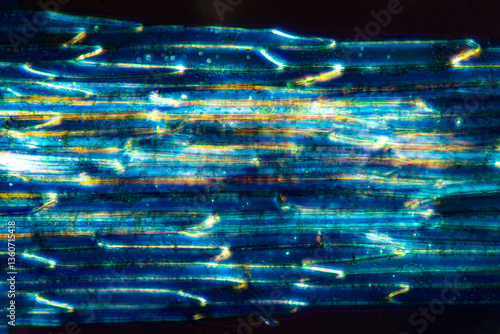 Quadro em tela Glowing micrograph of epidermal tissue from a fern in Connecticut