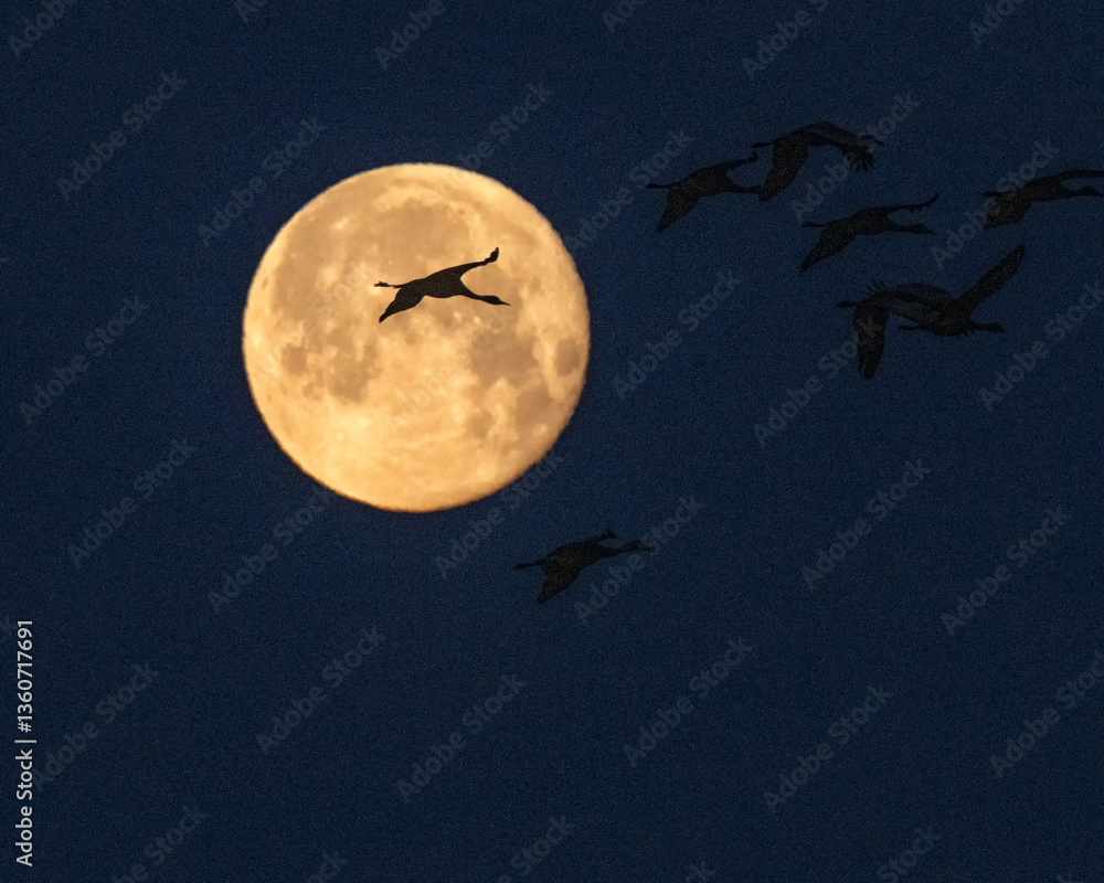 Sandhill cranes & full moon; Crane Trust; Nebraska Sandhill cranes & full moon; Crane Trust; Nebraska