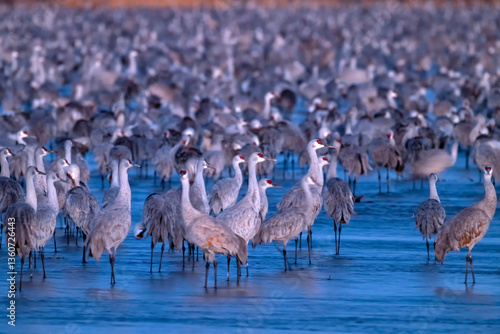 Sandhill cranes (Grus canadensis) roosting in Platte River at dawn; Crane Trust; Nebraska 