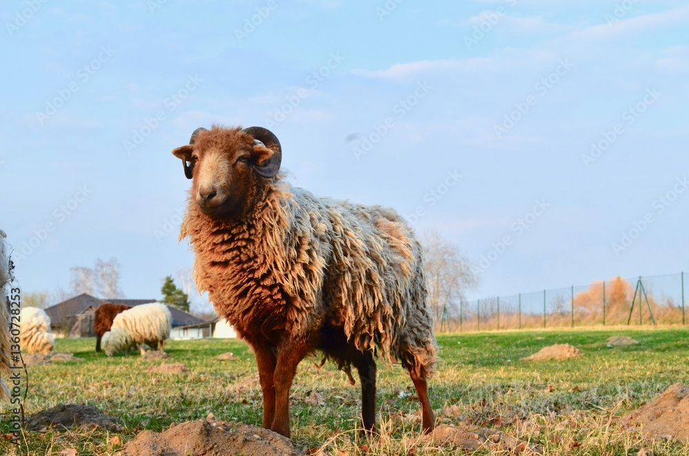 Obraz premium two sheep, a white sheep and a brown sheep