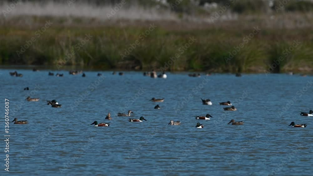 Many ducks swimming in a blue-colored and calm lake. Northern Shoveler, Spatula clypeata. Many ducks swimming in a blue-colored and calm lake. Northern Shoveler, Spatula clypeata.