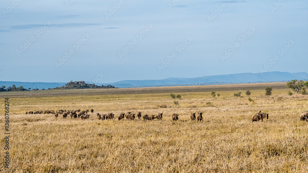 A large herd of Wildebeest peacefully grazing in the vast African Savannah landscape Serengeti Tanzania Africa A large herd of Wildebeest peacefully grazing in the vast African Savannah landscape Serengeti Tanzania Africa