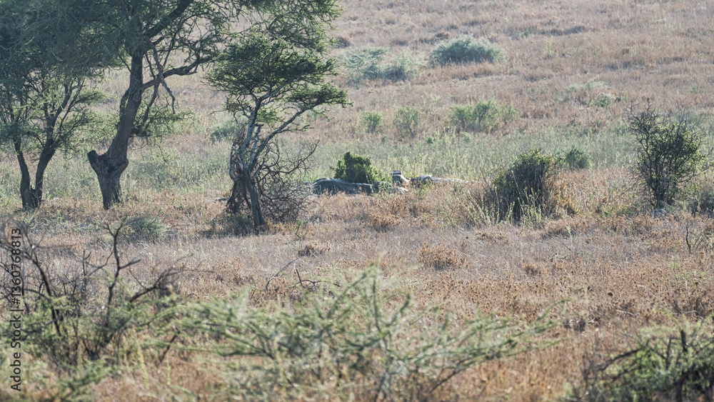 Fototapeta premium A Serene Landscape Featuring Lush Trees and Diverse Wildlife Thriving in Their Natural Habitat Serengeti Tanzania Africa