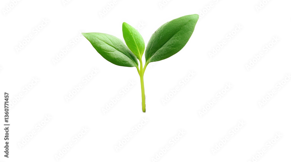 young green plant young green plant